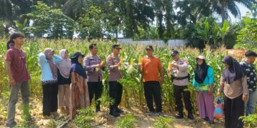 Panen Jagung di Pangkalan Lesung, Polsek dan Warga Dukung Program Ketahanan Pangan Nasional
