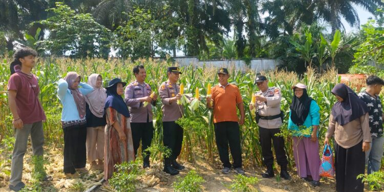 Panen Jagung di Pangkalan Lesung, Polsek dan Warga Dukung Program Ketahanan Pangan Nasional