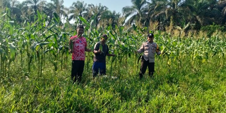 Panen Jagung di Ukui, Bripka Zaifudin Tak Hanya Amankan Desa tapi Juga Tanam Harapan