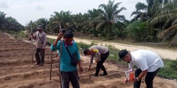 Dukung Ketahanan Pangan, Polsek Pangkalan Kuras Dampingi Penanaman Jagung di Desa Kesuma