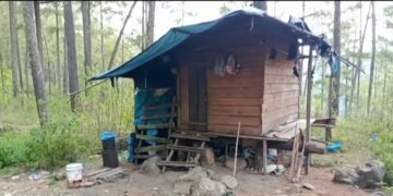 PD.Pembangunan Tanoh Gayo(BUMD) Berbenah Mendata Lahan Pinus di Konsesi,Kampung Simpang Tiga Uning dan Kemerleng,