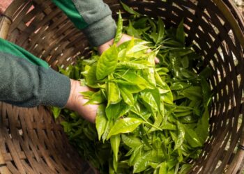 Holding Perkebunan Nusantara Dorong Produk Bernilai Tinggi, Teh Malabar PTPN I Tembus Pasar Premium