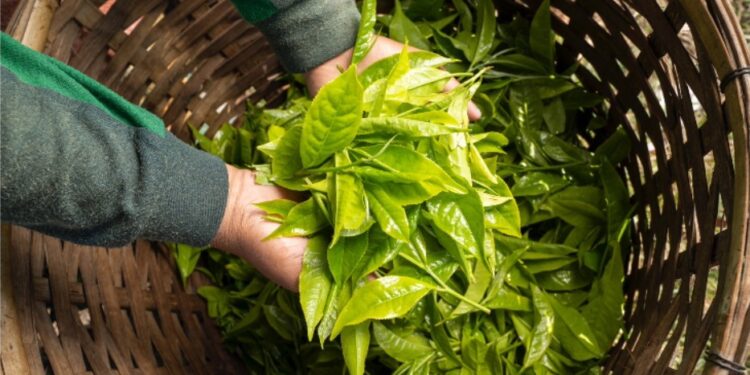 Holding Perkebunan Nusantara Dorong Produk Bernilai Tinggi, Teh Malabar PTPN I Tembus Pasar Premium