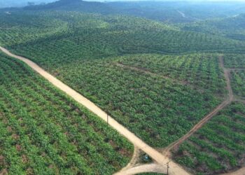 Holding Perkebunan Nusantara Dorong PalmCo Perkuat Peran Strategis Jaga Ketahanan Pangan Nasional