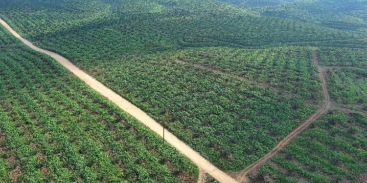 Holding Perkebunan Nusantara Dorong PalmCo Perkuat Peran Strategis Jaga Ketahanan Pangan Nasional