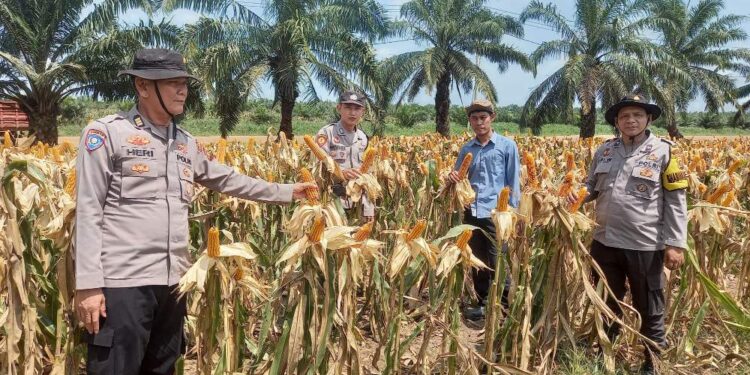 Polres Banyuasin Tinjau Lahan Jagung Yang Akan Dipanen Di Desa Gasing