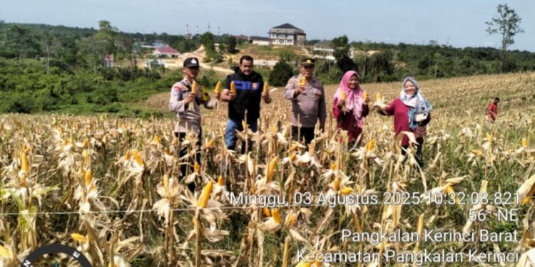 Polsek Pangkalan Kerinci Dukung Ketahanan Pangan Lewat Panen Jagung di Lahan Kelompok Tani Agra Berkah