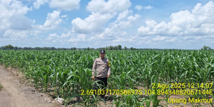 Bripka Haerul Saleh Ingatkan Petani Tanaman Jagung Perlu Perhatian Khusus