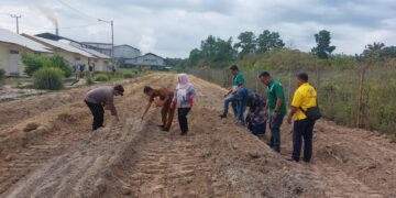 Dukung Ketahanan Pangan, Polsek Pangkalan Lesung Ikut Serta dalam Penanaman Jagung Pipil di Desa Dusun Tua
