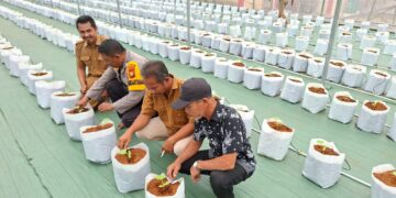 Polsek Ukui dan Pemdes Lubuk Kembang Bunga Tanam Bibit Melon untuk Dukung Ketahanan Pangan