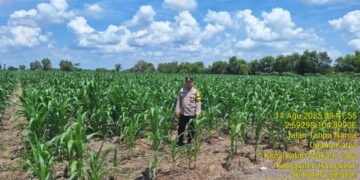 Tinjau Tanaman Jagung, Bripka Khaerul Saleh Sosialisasikan Harga Jagung