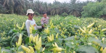 Polsek Pangkalan Lesung Monitoring Program Ketahanan Pangan “Asta Cita Presiden” di Desa Mayang Sari