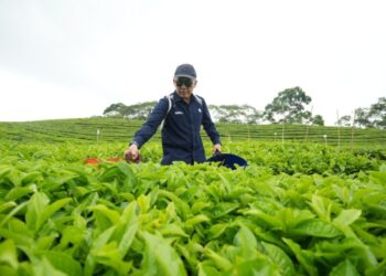 Teh dan Karet PalmCo Raih Laba Positif, Tonggak Sejarah Baru Holding Perkebunan Nusantara