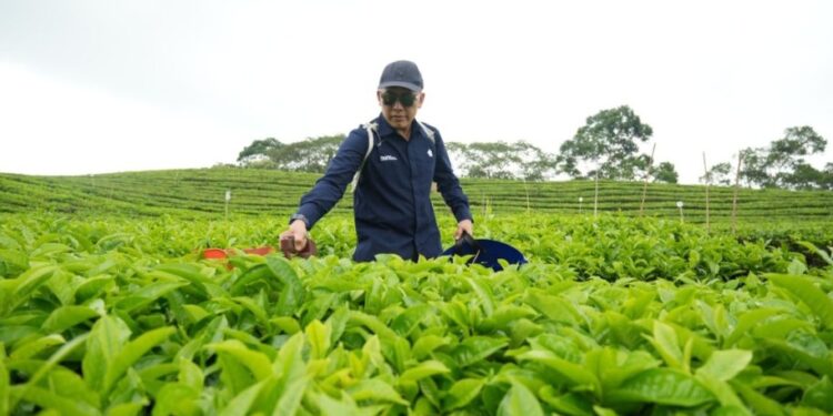 Teh dan Karet PalmCo Raih Laba Positif, Tonggak Sejarah Baru Holding Perkebunan Nusantara