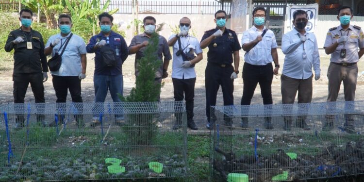 Bea Cukai Langsa Kembali Menindak Ratusan Unggas Impor Ilegal dan Pemusnahan dengan Badan Karantina