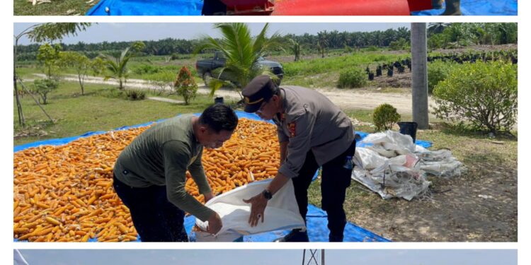Polsek Pangkalan Kuras Hadiri Pemipilan Jagung Pipil di PT. Surya Bratasena Plantation