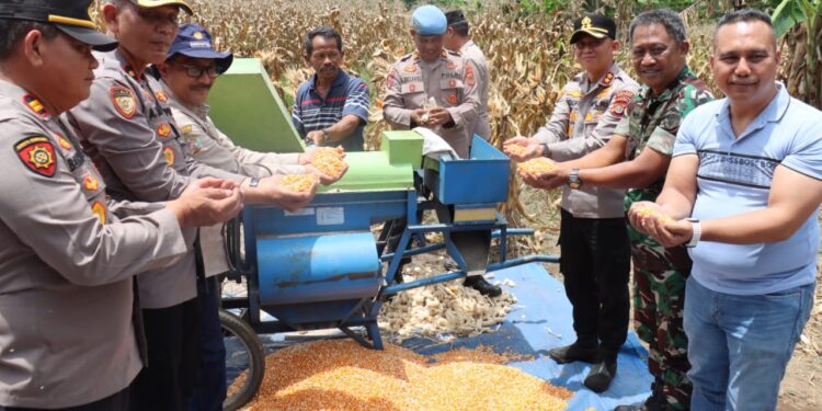 Panen Jagung Kuartal III, Kapolres Aceh Tengah Dan Forkopimda Kompak Dukung Swasembada Pangan Nasional
