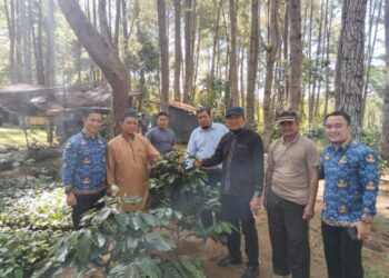 Usai Landing di Bandara Senubung, Bupati Gayo Lues Kunjungi Kebun Kopi Masyarakat Uyem Beriring