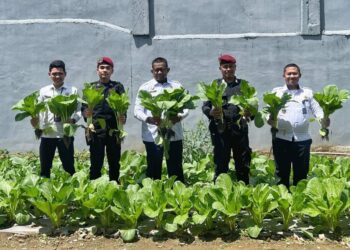 Rutan Takengon Kembali Panen Sayur Sawi, Wujud Nyata Dukung Ketahanan Pangan Nasional