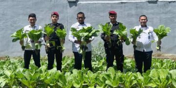 Rutan Takengon Kembali Panen Sayur Sawi, Wujud Nyata Dukung Ketahanan Pangan Nasional