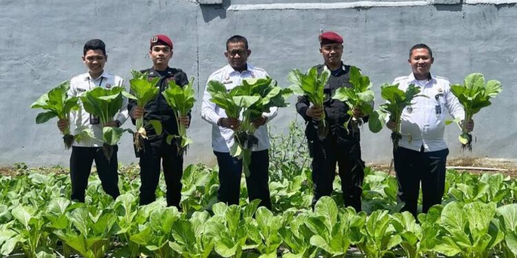 Rutan Takengon Kembali Panen Sayur Sawi, Wujud Nyata Dukung Ketahanan Pangan Nasional