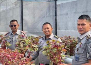 Rutan Takengon Kembali Panen Sayur Bayam Merah Sebagai Wujud Nyata Akselerasi Ketahanan Pangan Nasional