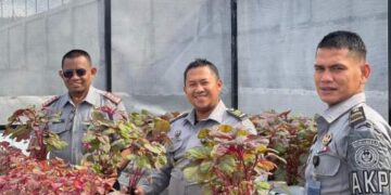Rutan Takengon Kembali Panen Sayur Bayam Merah Sebagai Wujud Nyata Akselerasi Ketahanan Pangan Nasional