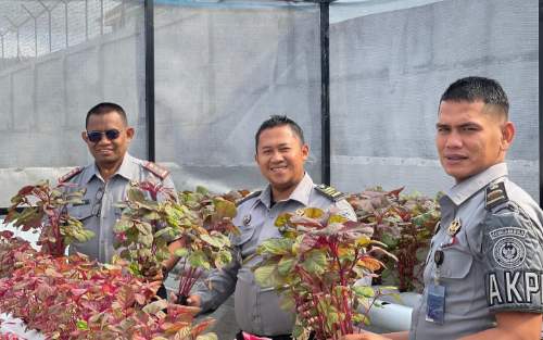 Rutan Takengon Kembali Panen Sayur Bayam Merah Sebagai Wujud Nyata Akselerasi Ketahanan Pangan Nasional