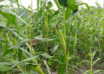 2 Hektar Jagung Untuk Ketahanan Pangan Gampong Alue Leukot Hampir Panen