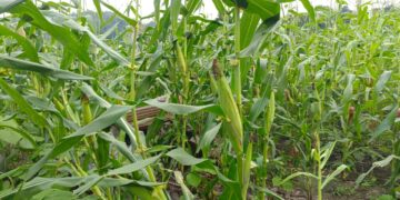 2 Hektar Jagung Untuk Ketahanan Pangan Gampong Alue Leukot Hampir Panen