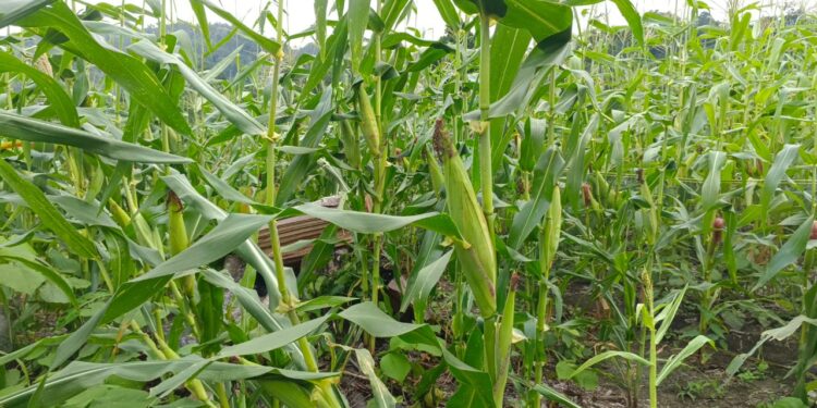 2 Hektar Jagung Untuk Ketahanan Pangan Gampong Alue Leukot Hampir Panen