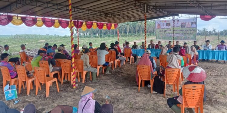 Tanam Bersama Padi Gogo, Wujudkan Desa Mandiri Pangan di Lubuk Kembang Sari