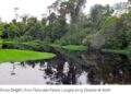 Rawa Singkil, “Amazon” Dari Aceh Memikat Wisatawan