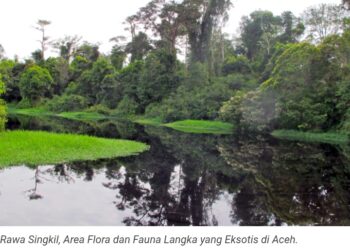 Rawa Singkil, “Amazon” Dari Aceh Memikat Wisatawan