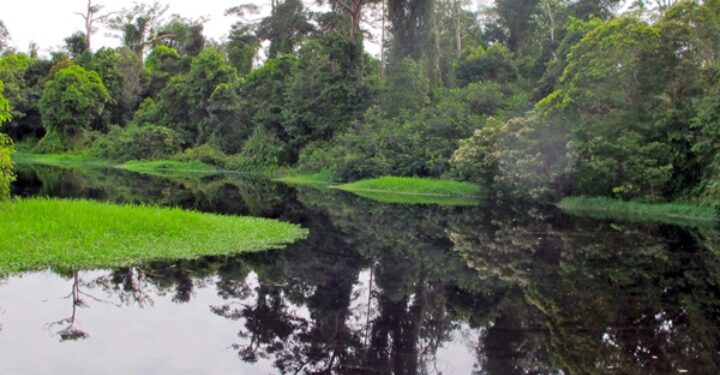 Rawa Singkil, “Amazon” Dari Aceh Memikat Wisatawan