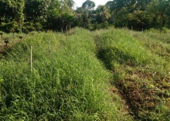 KWT Gampong Ladang Menanti Panen Bawang Merah, Hasil Binaan Dosen UTU Meulaboh