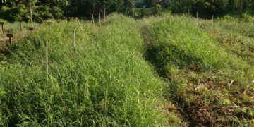 KWT Gampong Ladang Menanti Panen Bawang Merah, Hasil Binaan Dosen UTU Meulaboh