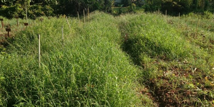 KWT Gampong Ladang Menanti Panen Bawang Merah, Hasil Binaan Dosen UTU Meulaboh