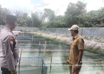 Monitoring Budidaya Lele Bumdes Seiya Sekata di Kerumutan