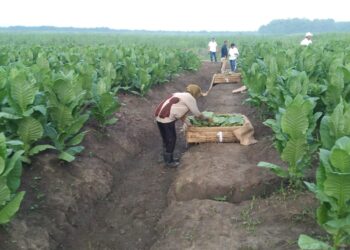 PTPN Cadangkan 500 Hektare Lahan Untuk Hidupkan Kembali Kejayaan Tembakau Deli