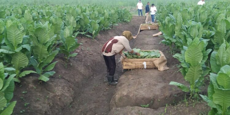PTPN Cadangkan 500 Hektare Lahan Untuk Hidupkan Kembali Kejayaan Tembakau Deli