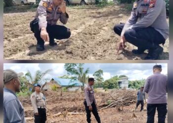 Cek Lokasi Tanam Jagung di Desa Merbau, Kapolsek Bunut: Tanaman Tak Tumbuh Maksimal