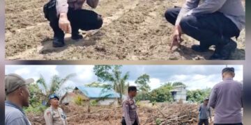 Cek Lokasi Tanam Jagung di Desa Merbau, Kapolsek Bunut: Tanaman Tak Tumbuh Maksimal