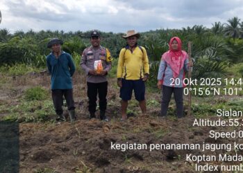 Dukung Ketahanan Pangan, Polsek Pangkalan Kuras Dampingi Penanaman Jagung di Lahan Tumpang Sari Desa Sialang Indah