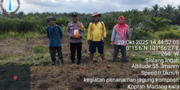 Dukung Ketahanan Pangan, Polsek Pangkalan Kuras Dampingi Penanaman Jagung di Lahan Tumpang Sari Desa Sialang Indah