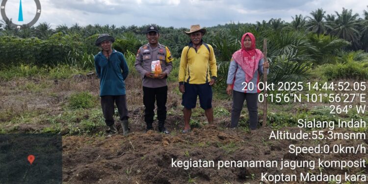 Dukung Ketahanan Pangan, Polsek Pangkalan Kuras Dampingi Penanaman Jagung di Lahan Tumpang Sari Desa Sialang Indah