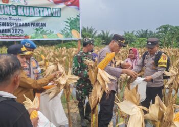 Polsek Pangkalan Kuras Dampingi Panen Jagung di Batang Kulim Seluas 2 Hektare
