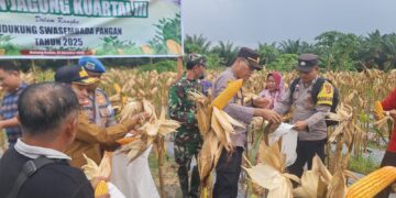Polsek Pangkalan Kuras Dampingi Panen Jagung di Batang Kulim Seluas 2 Hektare