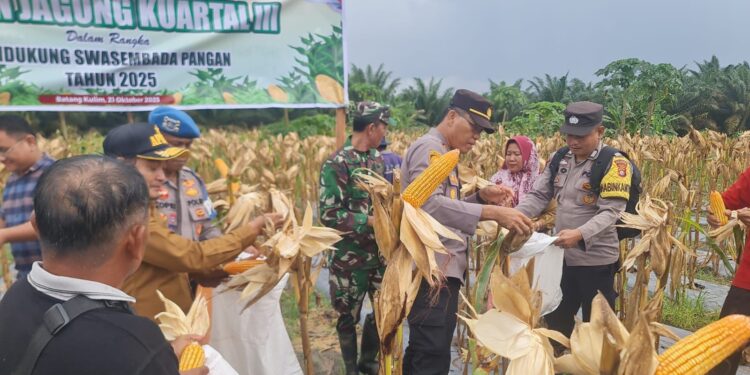 Polsek Pangkalan Kuras Dampingi Panen Jagung di Batang Kulim Seluas 2 Hektare
