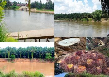 Ninja Buah Sawit di Desa Terantang  Kian Marak Petani Resah